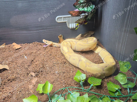 Banana girl