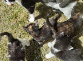 mother and 4 kittens