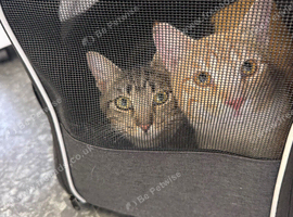 Brother and sister 11 months old