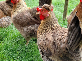 X6 Cream crested Legbar hatching eggs
