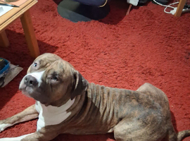 Staffordshire cross Massiff