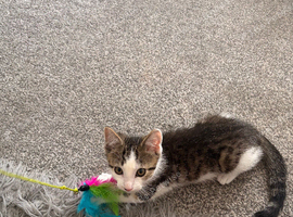 Kitten