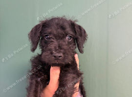 Bedlington x Lakeland terrier  2 xmale 8weeks old