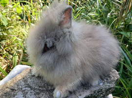 Stunning DM Lionhead baby rabbits
