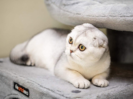 Scottish Fold Female/sterilized