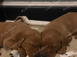 Fox red pups