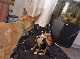 Staff x beagle