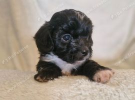 4 stunning shipooh pups