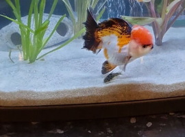 Baby panda oranda fancy goldfish