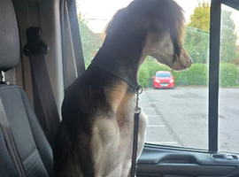 11 months old Saluki