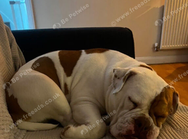 Beautiful English bulldog
