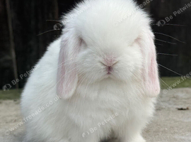 blue eyed white mini lops