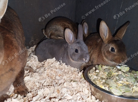 Absolutely stunning baby mini rex