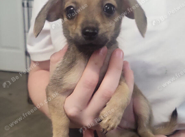 Pomwennies mini dachshund x pomeranian