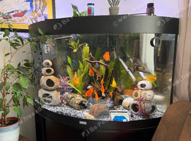 Fish tank including fish. Parrot fish and Polar blue Parrots