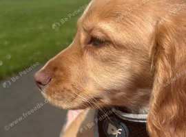 Cocker spaniel