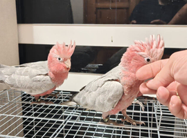 Baby galah cockatoo