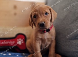 FANTASTIC FOX RED SPRINGADOR PUPPIES