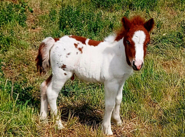 Coedpoeth shetland foals available