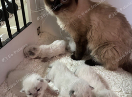 Male ragdoll
