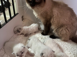 Ragdoll kittens for sale
