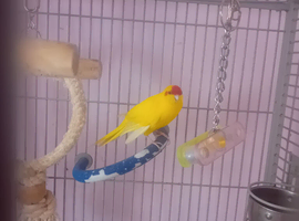 Urgent rehome