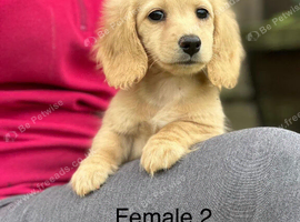 Miniature L/H Cream Females