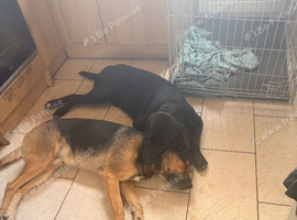 rehome my 2boys