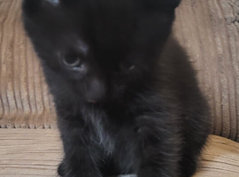 Playfull male kitten