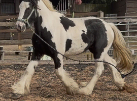 Handsome Cob Gelding