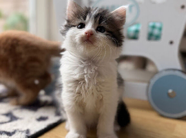 Maine coon x ragdoll x fluffy longhaired kittens