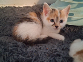 Beautiful calico girl kitten
