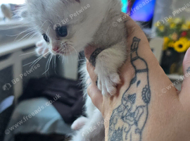 Persian x cross kittens 3 boys 1 girl left