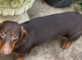 Daschund Female Chocolate & Tan