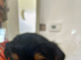Yorkshire Terrier pup