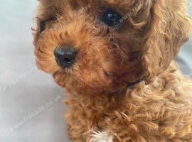 Cavapoo male puppies ready for new homes