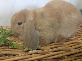 Beautiful friendly mini lops