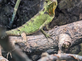 Gonocephalus kuhlii (angle head lizard) with full bio active setup, LTC exo terra 90x 90 x 45, arcadia lights etc