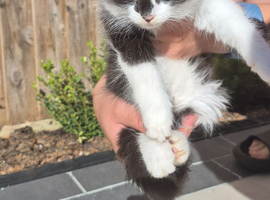 Kittens