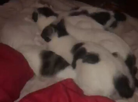 Kittens for sale