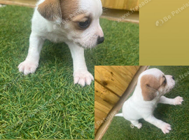 Jack russle puppy's