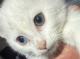 RARE ODD EYE Ragdoll x ragdoll bsh pure white boy 9 wks READY NOW