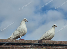 10 white garden doves