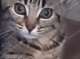 Beautiful tabby female for sale