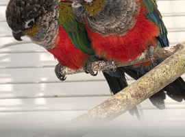 Red‑Bellied Conures &mdash; DNA‑Sexed Pair