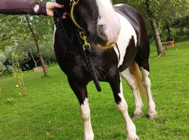 Lily a Cob mare for part loan standing at 13.3hh