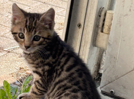 Bengal x tabby rosetted last female