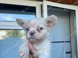 KC reg fluffy French bulldog puppies