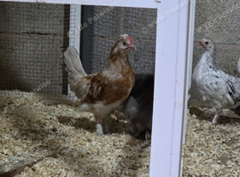 Farm Chicks , Adult Layers & Cockerels 12 Breeds