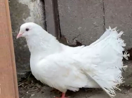 3 engalish fantail pigeons for sale